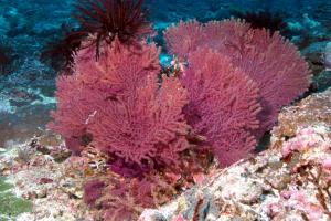 扇形刺柳珊瑚