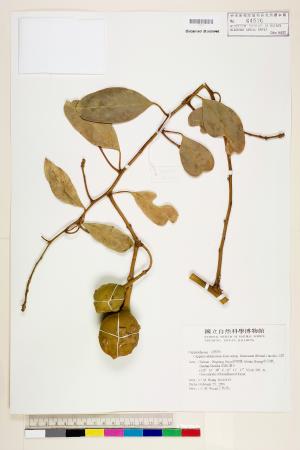 <a href="https://brmas.openmuseum.tw/muse/digi_object/31816920564474f314200d3c55ca60d1" target="_blank">山柑／中央研究院生物多樣性研究博物館植物標本館 (HAST)</a>