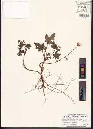 <a href="https://brmas.openmuseum.tw/muse/digi_object/31ba5baeefe871e65c64dfd1caf84914" target="_blank">中原氏鬼督郵／中央研究院生物多樣性研究博物館植物標本館 (HAST)</a>