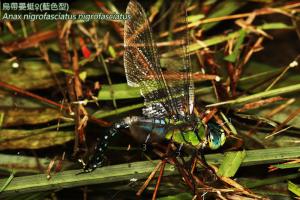 <a href="https://taieol.tw/muse/digi_object/b7cb6617a4a3a78f8e52741d96520ab9" target="_blank">烏帶晏蜓／By：曹美華／台灣蜻蜓網路圖鑑The Dragonflies of Taiwan</a>