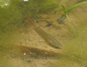 <a href="https://taieol.tw/muse/digi_object/bdb3e5934d647c6174cfe97562f3088c" target="_blank">蓋斑鬥魚／By：rickyp／iNaturalist</a>