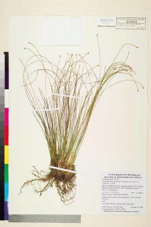 <a href="https://brmas.openmuseum.tw/muse/digi_object/31c0d99b472ef69d949c21b278a37c58" target="_blank">玉山針藺／中央研究院生物多樣性研究博物館植物標本館 (HAST)</a>