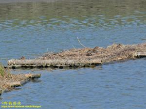<a href="https://taieol.tw/muse/digi_object/516c0d510279e1b67480ff42f11a4fdb" target="_blank">田鷸／By：kinmatsu／iNaturalist</a>