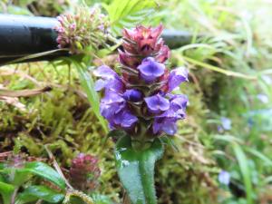<a href="https://taieol.tw/muse/digi_object/f4221026c4a9f276ae7cdbaec77f4f77" target="_blank">夏枯草／By：naturalist14740／iNaturalist</a>