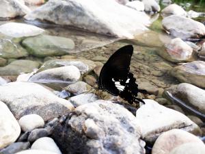 <a href="https://taieol.tw/muse/digi_object/178b5d641010ccedb6d91f39611a336e" target="_blank">大白紋鳳蝶／By：wallacechen／iNaturalist</a>