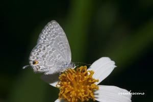 <a href="https://taieol.tw/muse/digi_object/7ce00572994af19e5dea8184dc732e3b" target="_blank">曲波灰蝶／By：台灣蝴蝶保育學會／台灣蝴蝶保育學會</a>