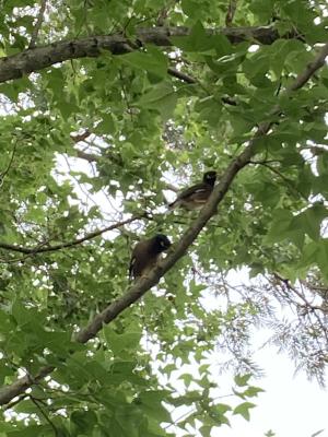 <a href="https://taieol.tw/muse/digi_object/e27e14d48a51c823ba6f6fabe0d9e31e" target="_blank">家八哥／By：jennesy／iNaturalist</a>