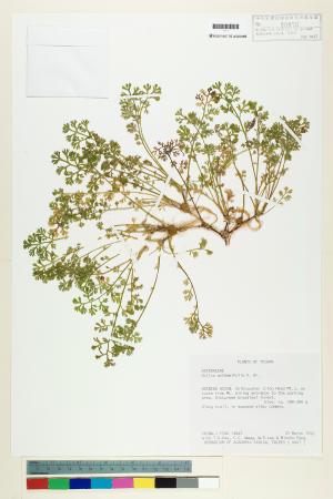 <a href="https://brmas.openmuseum.tw/muse/digi_object/3214ced6a592dd498ddee857a709ce86" target="_blank">假吐金菊／中央研究院生物多樣性研究博物館植物標本館 (HAST)</a>
