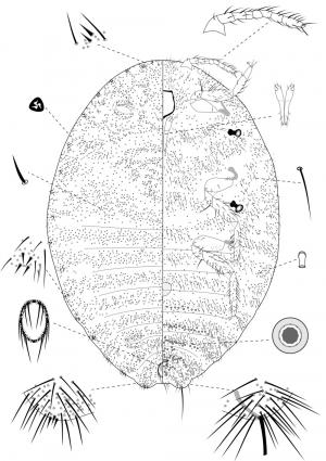 Formicococcus cinnamomi Takahashi, 1928