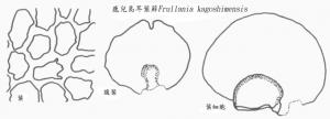 <a href="https://taieol.tw/muse/digi_object/329ecc115134c7aa204578738f0f0576" target="_blank">鹿兒島耳葉蘚／By：臺灣蘚類植物彩色圖鑑／農業部林業及自然保育署</a>