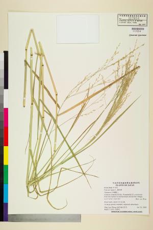 <a href="https://brmas.openmuseum.tw/muse/digi_object/32417c5f3ccbb2435f17db90af23937a" target="_blank">舖地黍／中央研究院生物多樣性研究博物館植物標本館 (HAST)</a>