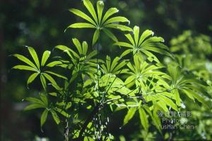 <a href="https://taieol.tw/muse/digi_object/47072bf172c4e101ab4350e9cdb6a1d0" target="_blank">臺灣鵝掌柴／By：陳育賢／臺灣物種名錄(TaiCOL)</a>