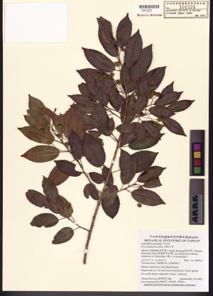 <a href="https://brmas.openmuseum.tw/muse/digi_object/3257b99161278af5eaae3bdfb526ef66" target="_blank">刻脈冬青／中央研究院生物多樣性研究博物館植物標本館 (HAST)</a>
