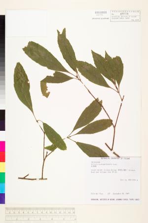 <a href="https://brmas.openmuseum.tw/muse/digi_object/3277419364224f0b2f1d535076582976" target="_blank">紅葉樹／中央研究院生物多樣性研究博物館植物標本館 (HAST)</a>