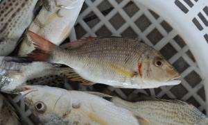 <a href="https://taieol.tw/muse/digi_object/acbbb1662d2ce85a1c50a1da129af3bc" target="_blank">烏帽龍占魚／By：tern911／iNaturalist</a>