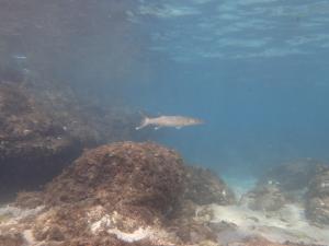 <a href="https://taieol.tw/muse/digi_object/c5e29a5fb8f103dd09ac9e55211dbbdb" target="_blank">巴拉金梭魚／By：victorcnt／iNaturalist</a>