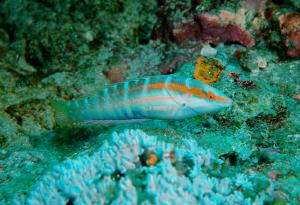 <a href="https://fishdb.sinica.edu.tw/muse/digi_object/03292763bd948a82c17de3de3578e8d3" target="_blank">Coris dorsomacula@fishdb-media-8488／蔡正一</a>