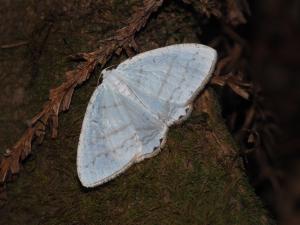 <a href="https://taieol.tw/muse/digi_object/a969a2dd8c996f0a79e2478410354e16" target="_blank">Micronidia intermedia／By：max822／iNaturalist</a>