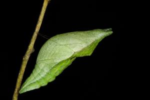 20090925_347285_Papilio bianor thrasymedes_p.jpg