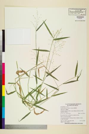 <a href="https://brmas.openmuseum.tw/muse/digi_object/32d682c4565819b162155b9a4ce829e3" target="_blank">柳葉箬／中央研究院生物多樣性研究博物館植物標本館 (HAST)</a>