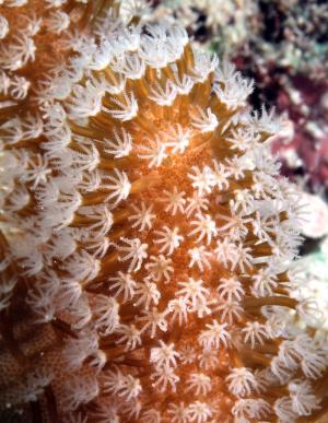 隔板葉形軟珊瑚