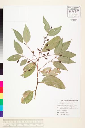 <a href="https://brmas.openmuseum.tw/muse/digi_object/32f74aa5e54ec44e334e8acab7caced2" target="_blank">土肉桂／中央研究院生物多樣性研究博物館植物標本館 (HAST)</a>