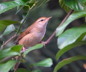 <a href="https://taieol.tw/muse/digi_object/01ef7e9d3ac28dc94ffab28b660cee74" target="_blank">遠東樹鶯／By：starfishchow／iNaturalist</a>