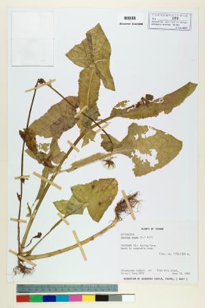 <a href="https://brmas.openmuseum.tw/muse/digi_object/33139344acfe4e9b65d97a7f42a2871c" target="_blank">苦滇菜(苦菜)／中央研究院生物多樣性研究博物館植物標本館 (HAST)</a>