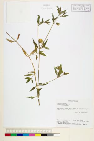<a href="https://brmas.openmuseum.tw/muse/digi_object/333cde3118943d4d25da26ec76ed3a55" target="_blank">狗筋蔓／中央研究院生物多樣性研究博物館植物標本館 (HAST)</a>