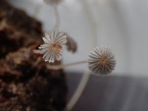 Coprinellus heptemerus(柔碎類鬼傘)