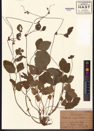 <a href="https://brmas.openmuseum.tw/muse/digi_object/334f3bfc51b4c1d1bdbf09e4872a2318" target="_blank">蛇莓屬／中央研究院生物多樣性研究博物館植物標本館 (HAST)</a>