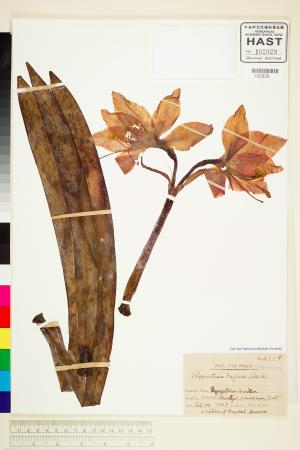 <a href="https://brmas.openmuseum.tw/muse/digi_object/33560c5c5a039c698ea673da297afef7" target="_blank">華冑蘭／中央研究院生物多樣性研究博物館植物標本館 (HAST)</a>