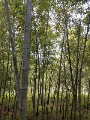 <a href="https://taieol.tw/muse/digi_object/d7e6174d345cbe0816b26cee499011b1" target="_blank">孟宗竹／By：naturalist14740／iNaturalist</a>