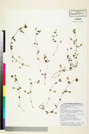 <a href="https://brmas.openmuseum.tw/muse/digi_object/3379951f4e68fa915a4bf329cc418c99" target="_blank">尼泊爾溝酸漿／中央研究院生物多樣性研究博物館植物標本館 (HAST)</a>