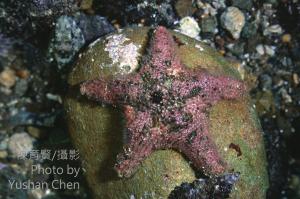 <a href="https://taieol.tw/muse/digi_object/02129d5b7ac271a64ed45914710db129" target="_blank">花冠海燕／By：陳育賢／陳育賢</a>