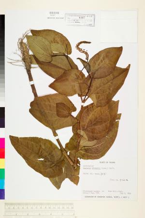 <a href="https://brmas.openmuseum.tw/muse/digi_object/33a4baa7b2863f2c63c7f750b1af86bb" target="_blank">三白草／中央研究院生物多樣性研究博物館植物標本館 (HAST)</a>