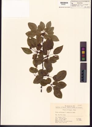 <a href="https://brmas.openmuseum.tw/muse/digi_object/33b3e5d84236bea68500afa90ec006c5" target="_blank">豆梨／中央研究院生物多樣性研究博物館植物標本館 (HAST)</a>