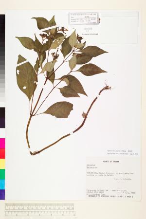 <a href="https://brmas.openmuseum.tw/muse/digi_object/33b6d855725b69a731f94936d5559465" target="_blank">蛇根草／中央研究院生物多樣性研究博物館植物標本館 (HAST)</a>