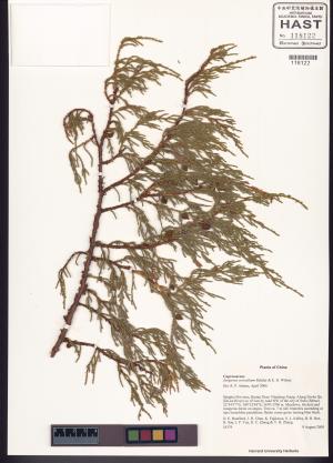 <a href="https://brmas.openmuseum.tw/muse/digi_object/33cbf05a3e66e8c54638c798b40807eb" target="_blank">刺柏屬／中央研究院生物多樣性研究博物館植物標本館 (HAST)</a>