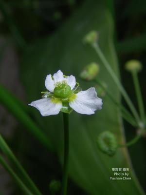 <a href="https://taieol.tw/muse/digi_object/82d1e3bfe7681f0ecaa75886ae3dfbef" target="_blank">澤瀉／By：陳育賢／陳育賢</a>