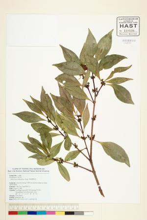 <a href="https://brmas.openmuseum.tw/muse/digi_object/33d8fe14bd8d8d4ca071d7d51b1031d7" target="_blank">福建賽衛矛／中央研究院生物多樣性研究博物館植物標本館 (HAST)</a>