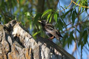 <a href="https://taieol.tw/muse/digi_object/8b86b34752072296877f18b028f541f0" target="_blank">歐洲椋鳥／By：李豐曉／臺灣物種名錄(TaiCOL)</a>