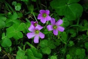 <a href="https://taieol.tw/muse/digi_object/20f19cf1d46f048035754f1b82d01598" target="_blank">紫花酢漿草／By：彭鏡毅／臺灣物種名錄(TaiCOL)</a>