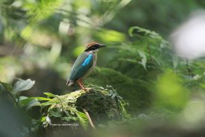 <a href="https://taieol.tw/muse/digi_object/30663b4090c0f3d4d1ad7af13a7eca78" target="_blank">八色鳥／By：陳添財／臺灣物種名錄(TaiCOL)</a>