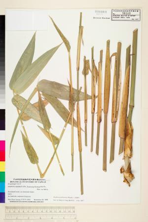 <a href="https://brmas.openmuseum.tw/muse/digi_object/3421543fe22cbcc292514549d91afec7" target="_blank">八芝蘭竹(矢竹、冇咸、米篩竹、空涵竹)／中央研究院生物多樣性研究博物館植物標本館 (HAST)</a>