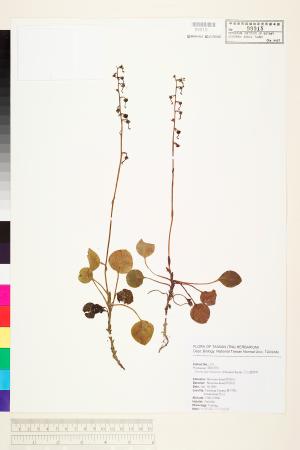 <a href="https://brmas.openmuseum.tw/muse/digi_object/34342290980c39372f7b1d3a75e7cca3" target="_blank">玉山鹿蹄草／中央研究院生物多樣性研究博物館植物標本館 (HAST)</a>