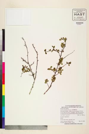 <a href="https://brmas.openmuseum.tw/muse/digi_object/343515f43fbabb745ca0562febb7b7be" target="_blank">太魯閣繡線菊／中央研究院生物多樣性研究博物館植物標本館 (HAST)</a>