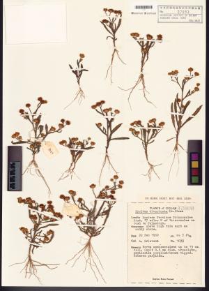 <a href="https://brmas.openmuseum.tw/muse/digi_object/34528bc6a481fe7c8a7963e973fe6cb8" target="_blank">鵝不食草屬／中央研究院生物多樣性研究博物館植物標本館 (HAST)</a>