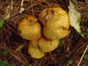 Suillus americanus(美洲乳牛肝菌)