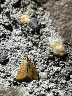 <a href="https://taieol.tw/muse/digi_object/8c32312b804482e3fe1e70edf73aec53" target="_blank">Udea ferrugalis／By：chonhang／iNaturalist</a>